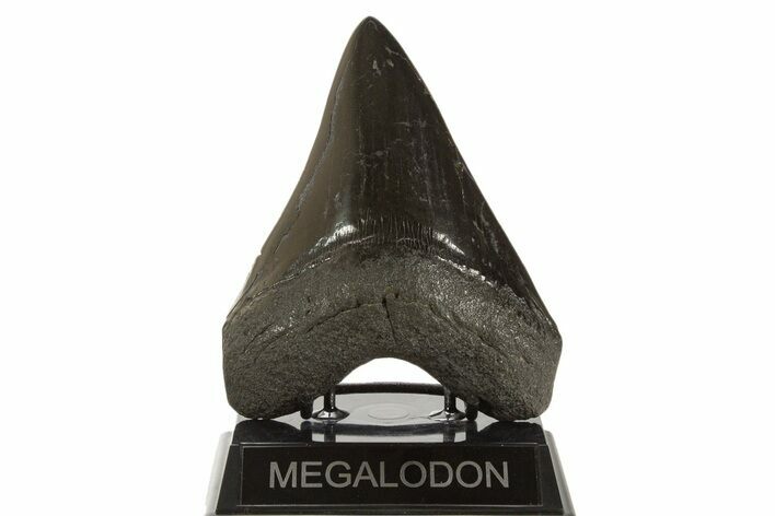 Fossil Megalodon Tooth - Polished Blade #339286